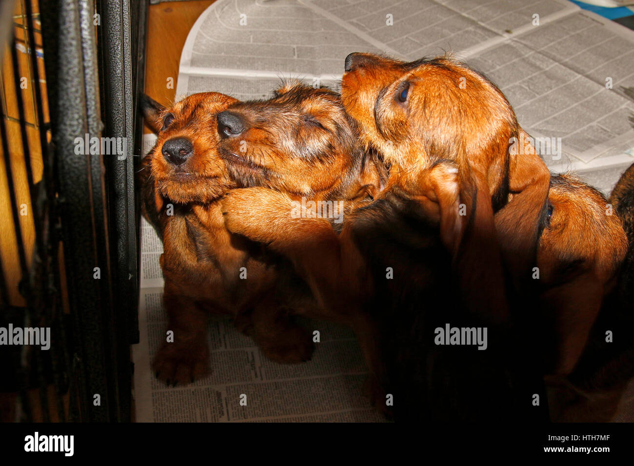 Litter of Wirehaired Dachshund puppies Stock Photo Alamy