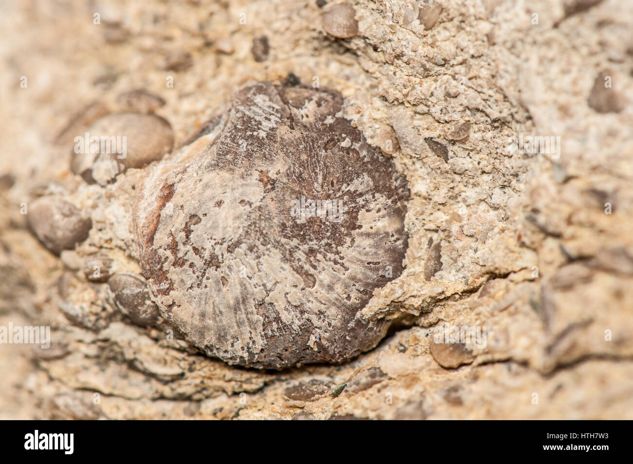 close-up view of marine fossils in the field Stock Photo