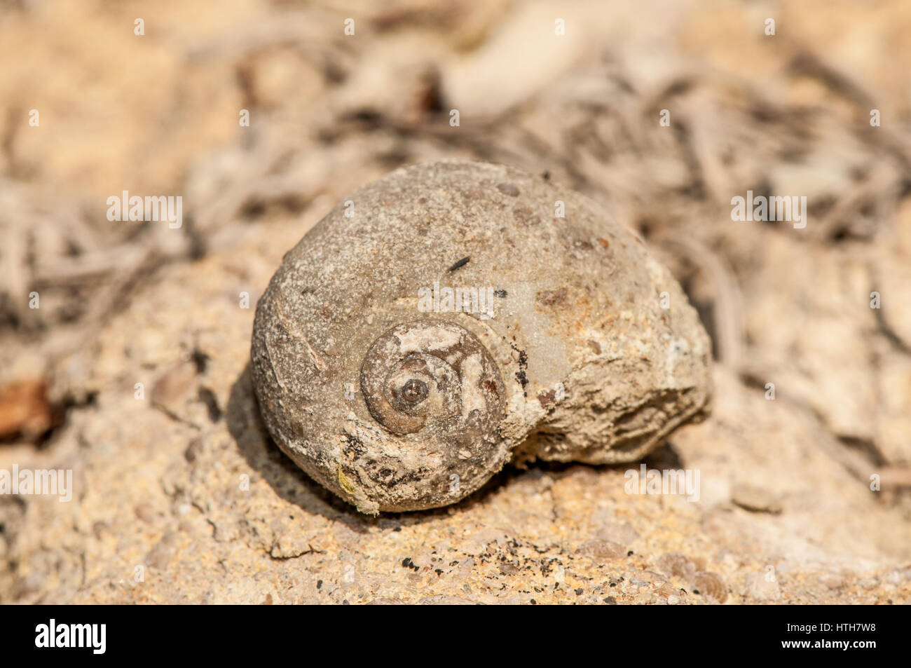 close-up view of marine fossils in the field Stock Photo
