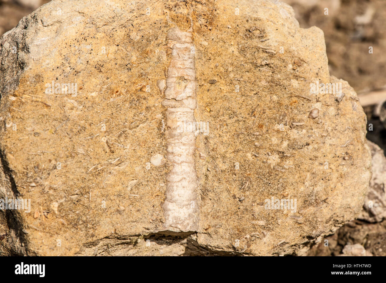close-up view of marine fossils in the field Stock Photo