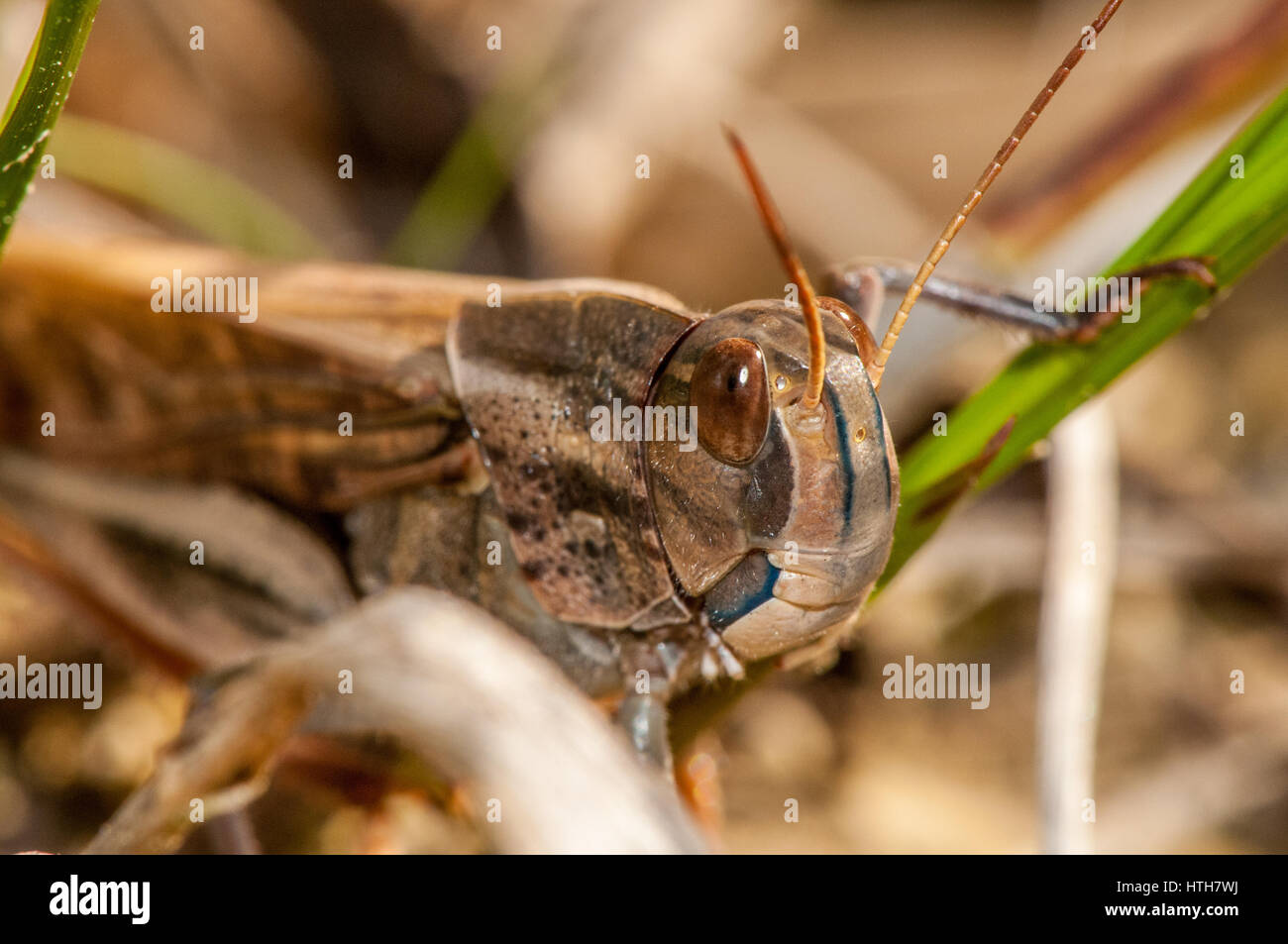 Close up view of an insect (Locusta migratoria cinerascens) Stock Photo