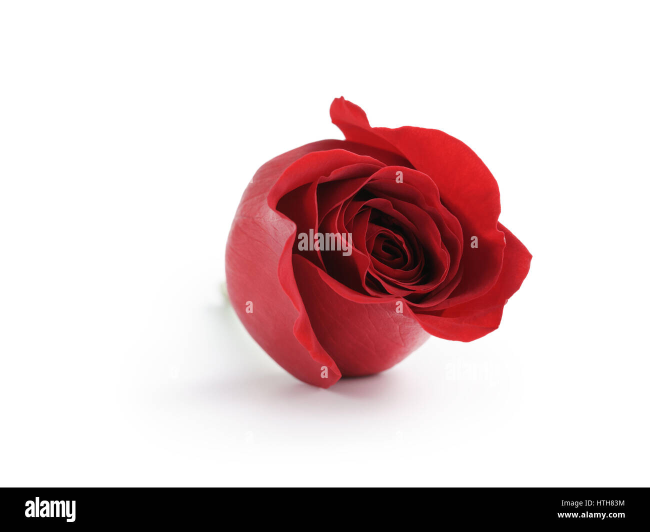 single red rose head isolated on white background Stock Photo - Alamy