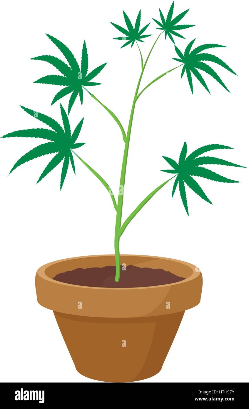 Cannabis plant in a pot icon, cartoon style Stock Vector Art