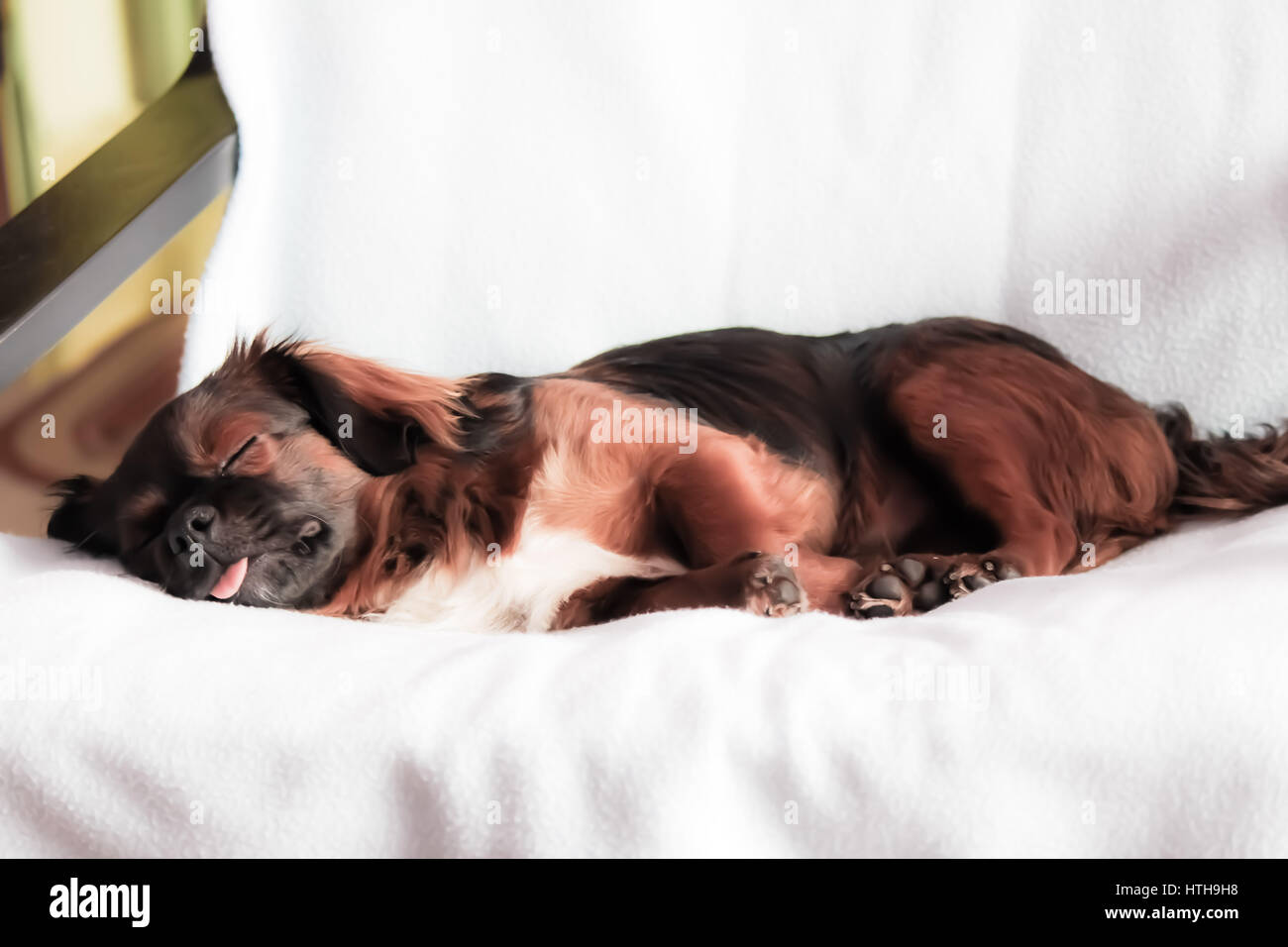 Picture of a small cute dog sleeping like a baby Stock Photo Alamy