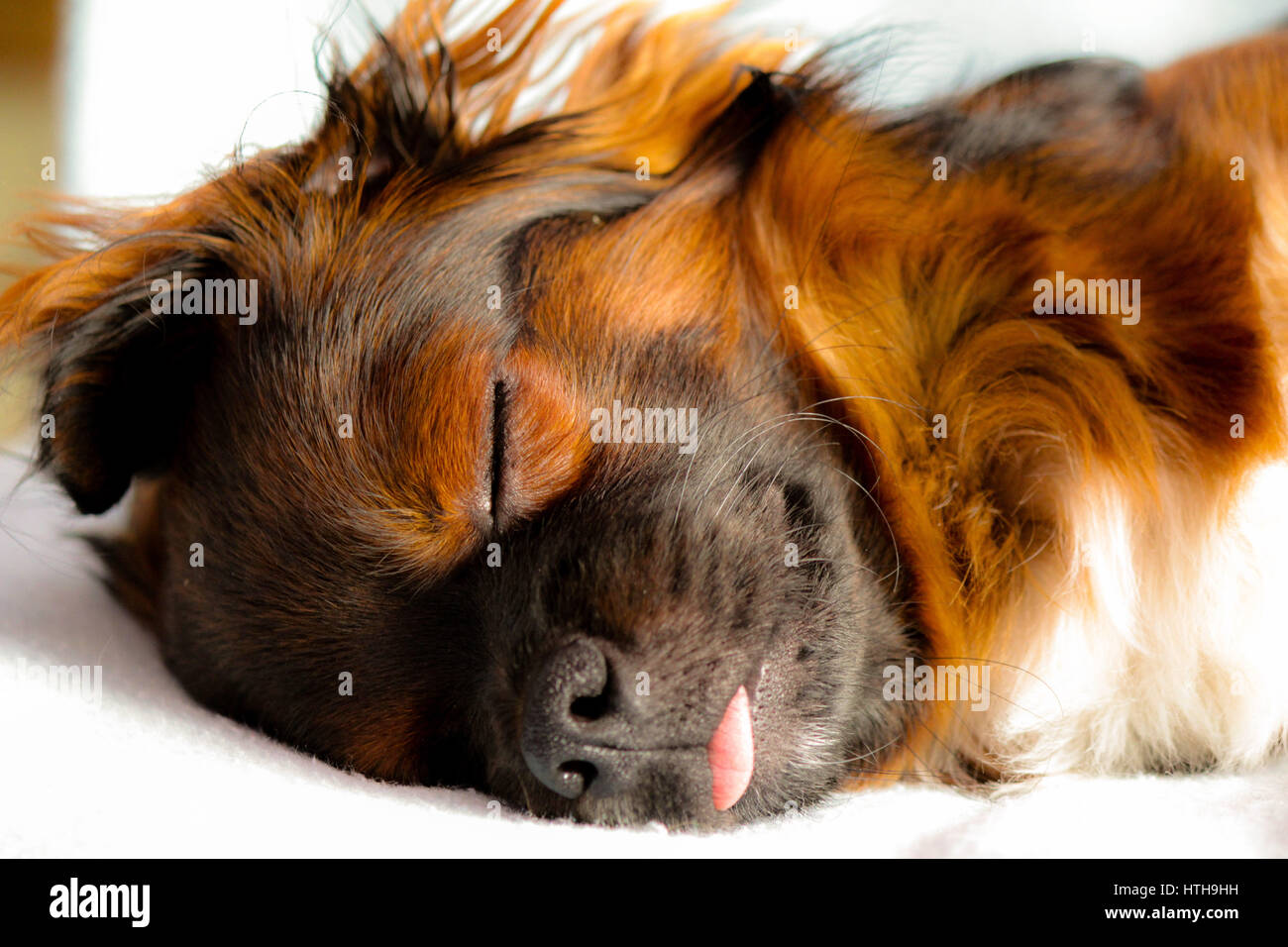 Picture of a small cute dog sleeping like a baby Stock Photo Alamy