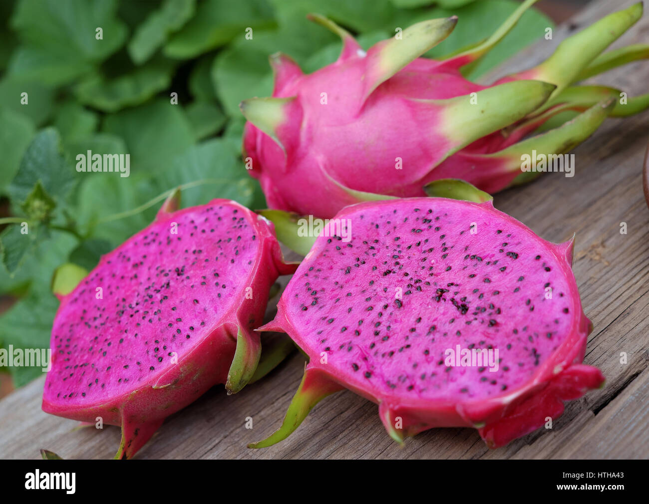 Eating dragon fruit, a tropical fruits, Vietnam agriculture product, with  purle, pink color, close up of delicious dessert at garden Stock Photo -  Alamy