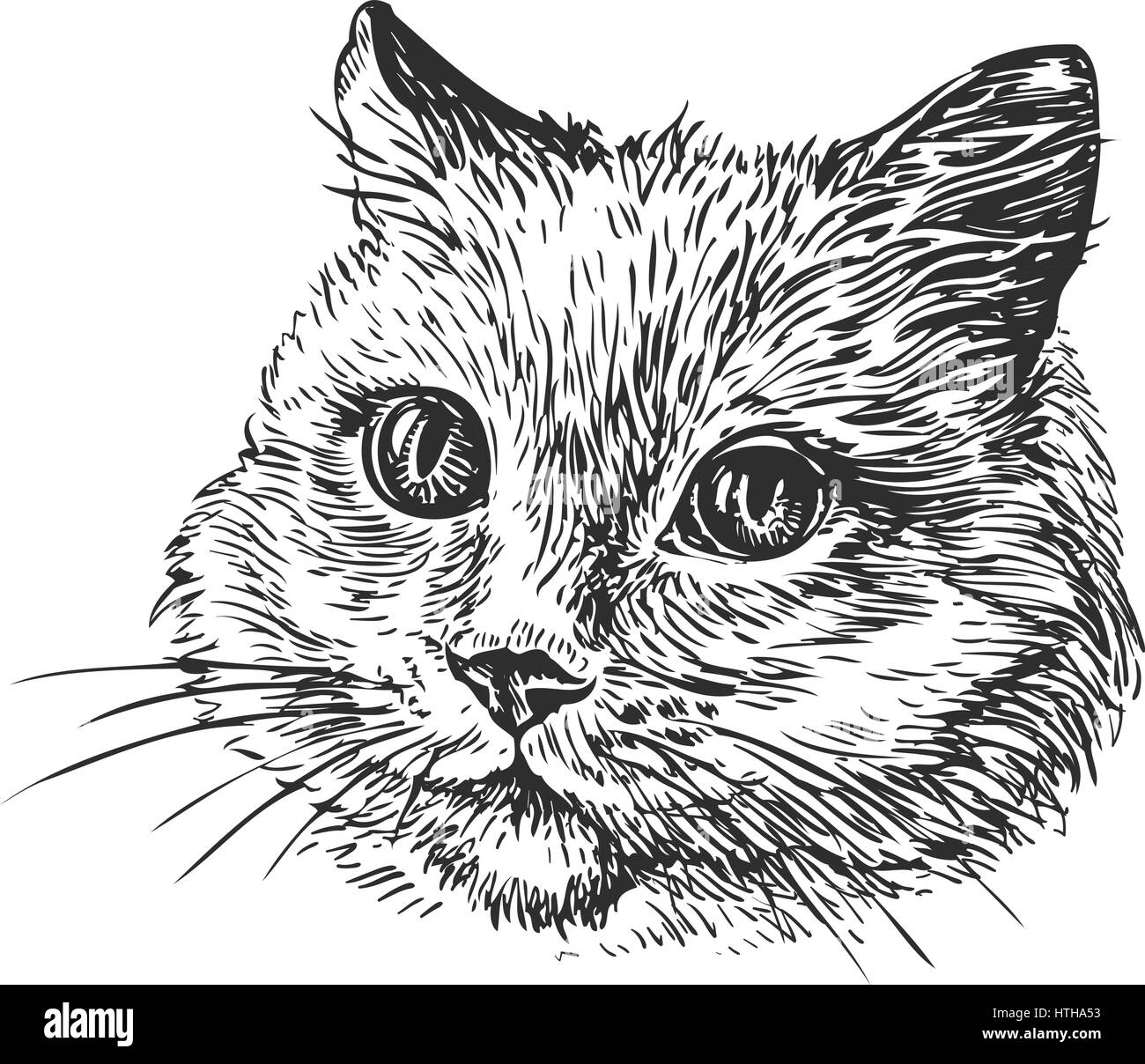Hand-drawn portrait of cat. Sketch vector illustration Stock Vector