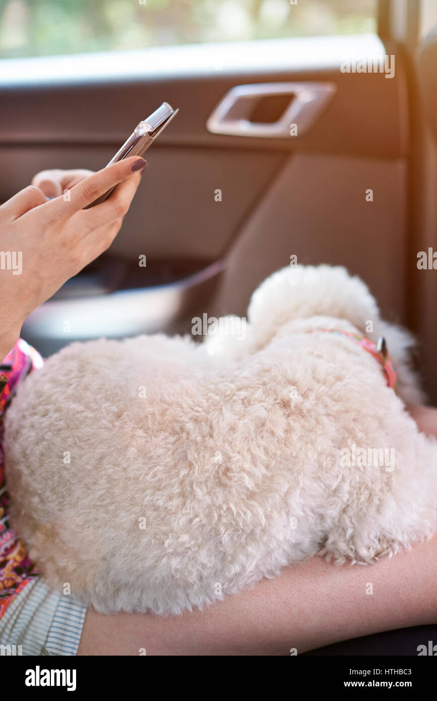 Poodle dog sleep in car on woman using smartphone closeup. Woman with sleeping poodle Stock Photo