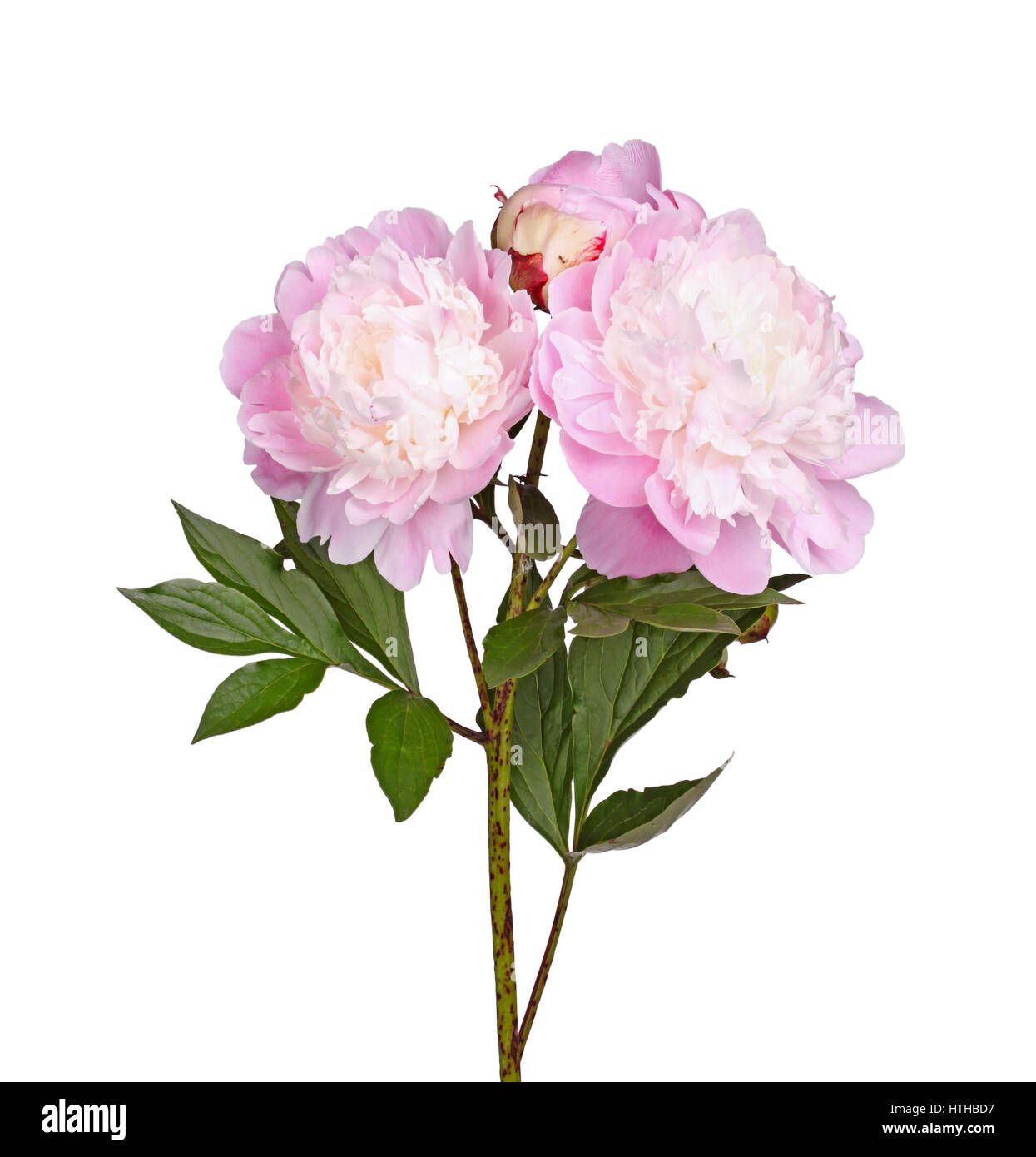Stem, leaves and flowers of a pink and white, anemone-type peony against a white background Stock Photo