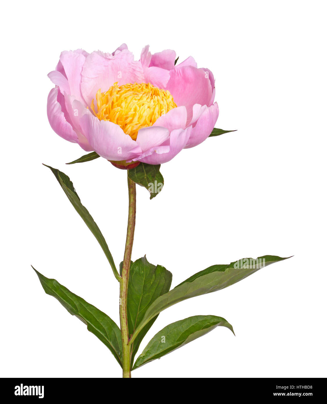 Stem, leaves and flower of a single pink peony with bright yellow stamens isolated against a white background Stock Photo