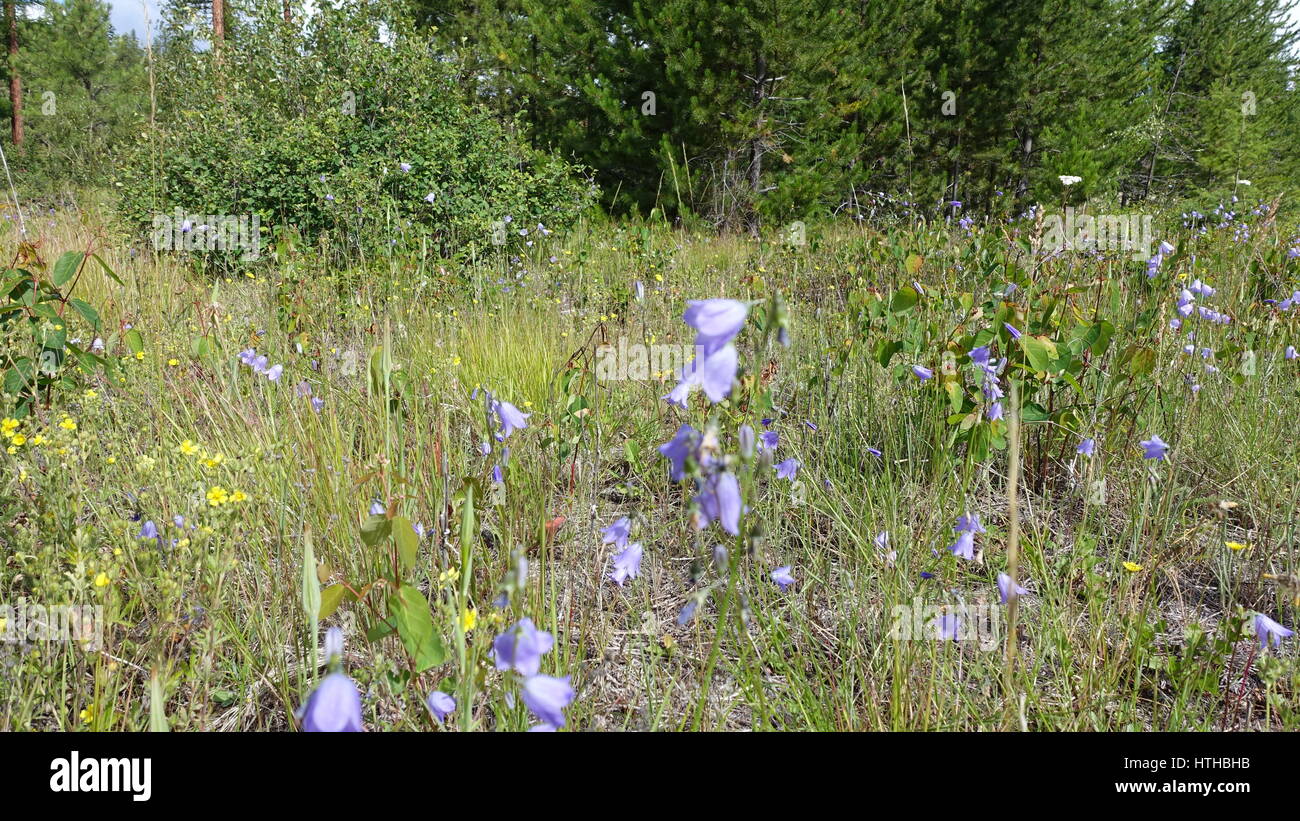 Purple Bell Wild Flower in BC, Canada Stock Photo Alamy
