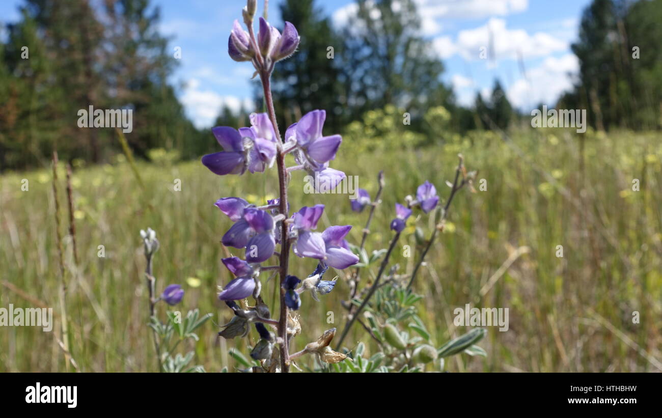 Purple Wild Flower in BC, Canada Stock Photo Alamy