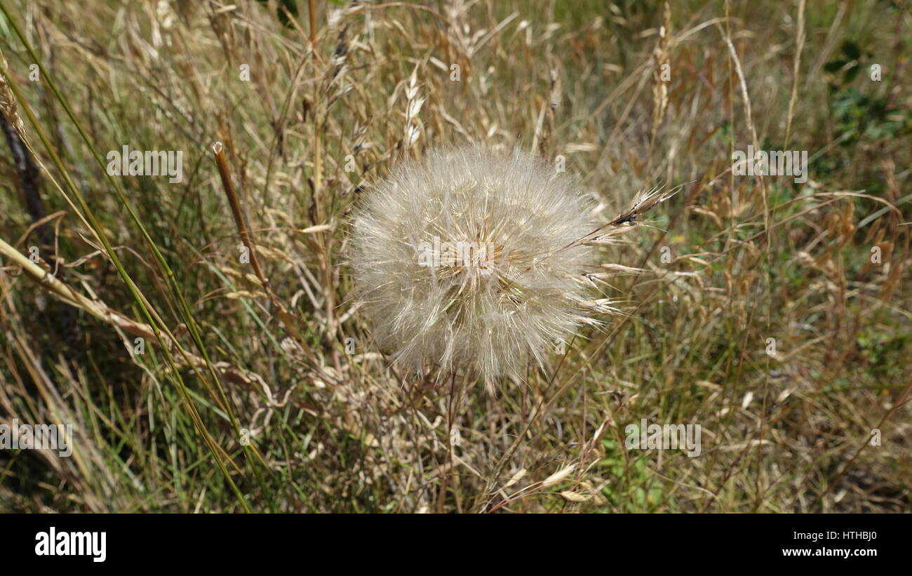 Dandelion In BC, Canada Stock Photo