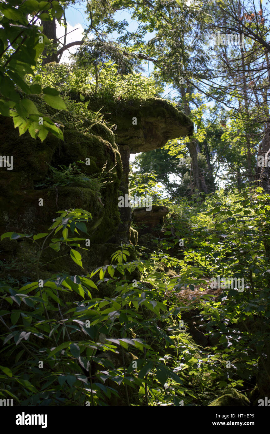 Dense Forest Greenery near Maribel Caves in Wisconsin near Green Bay