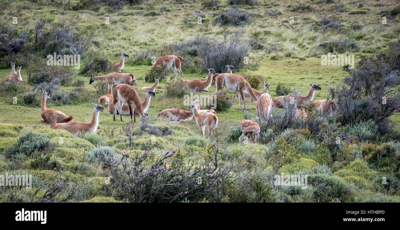 The Guanaco is a relative of the Llama and you find plenty of them in Patagonia. This particular one is quite famous in Torres del Paine as he survive Stock Photo