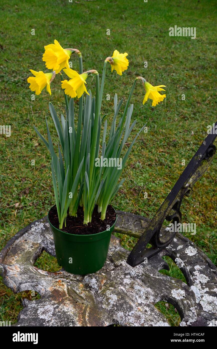 Daffodil Pot High Resolution Stock Photography and Images Alamy