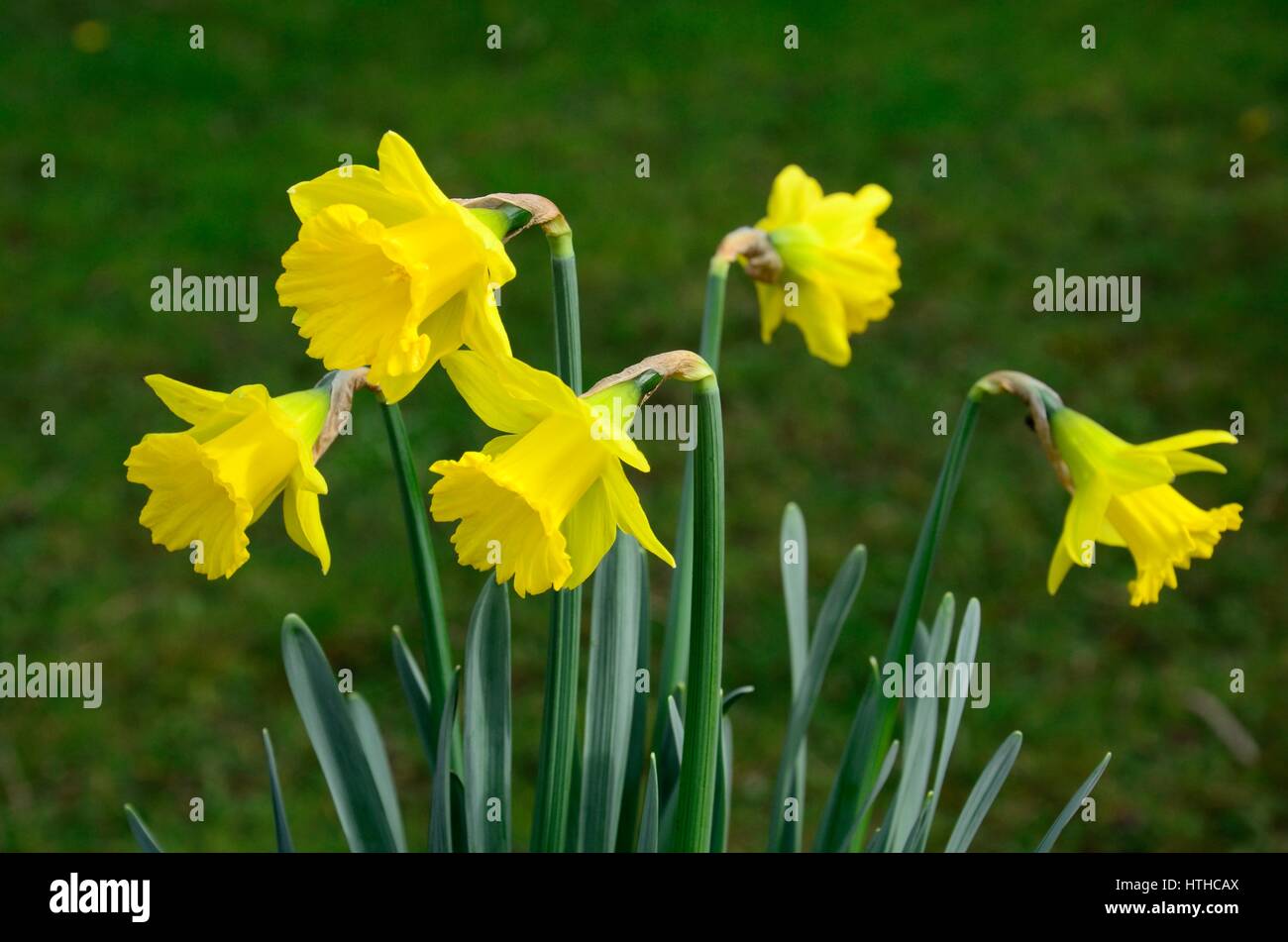 Tenby Daffodil daffodils Narcissus obvallaris Stock Photo Alamy