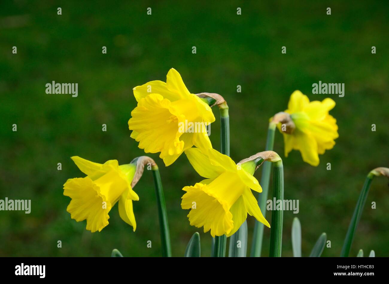 Tenby daffodil hires stock photography and images Alamy