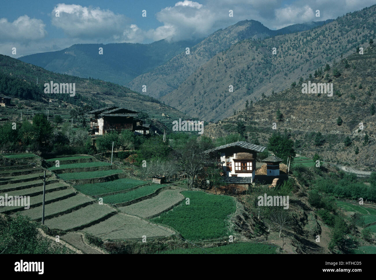 Terrace rice fields, Paro Valley,  Bhutan, Himalayas Stock Photo