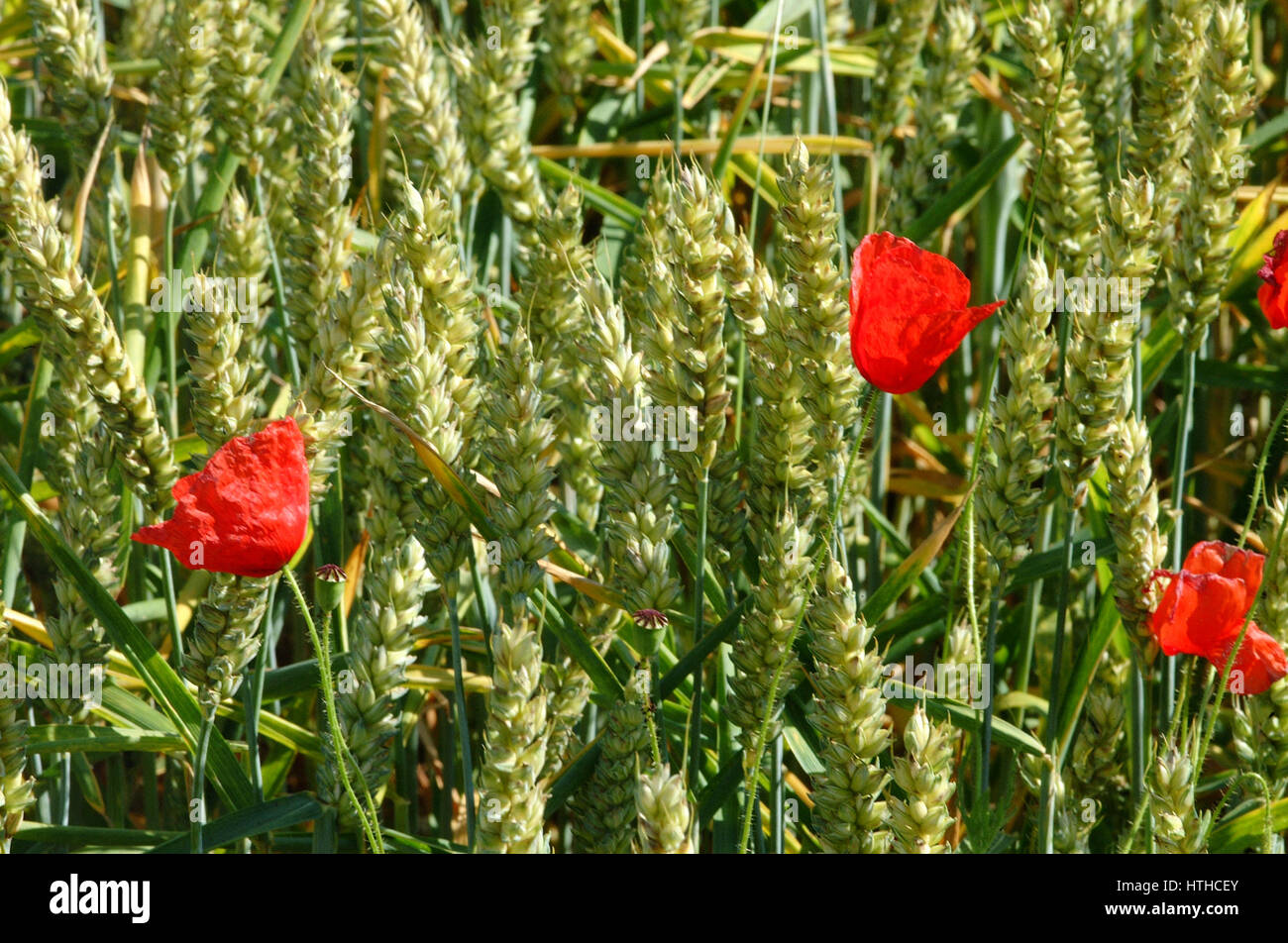Red Poppies growing in a wheat field Stock Photo - Alamy