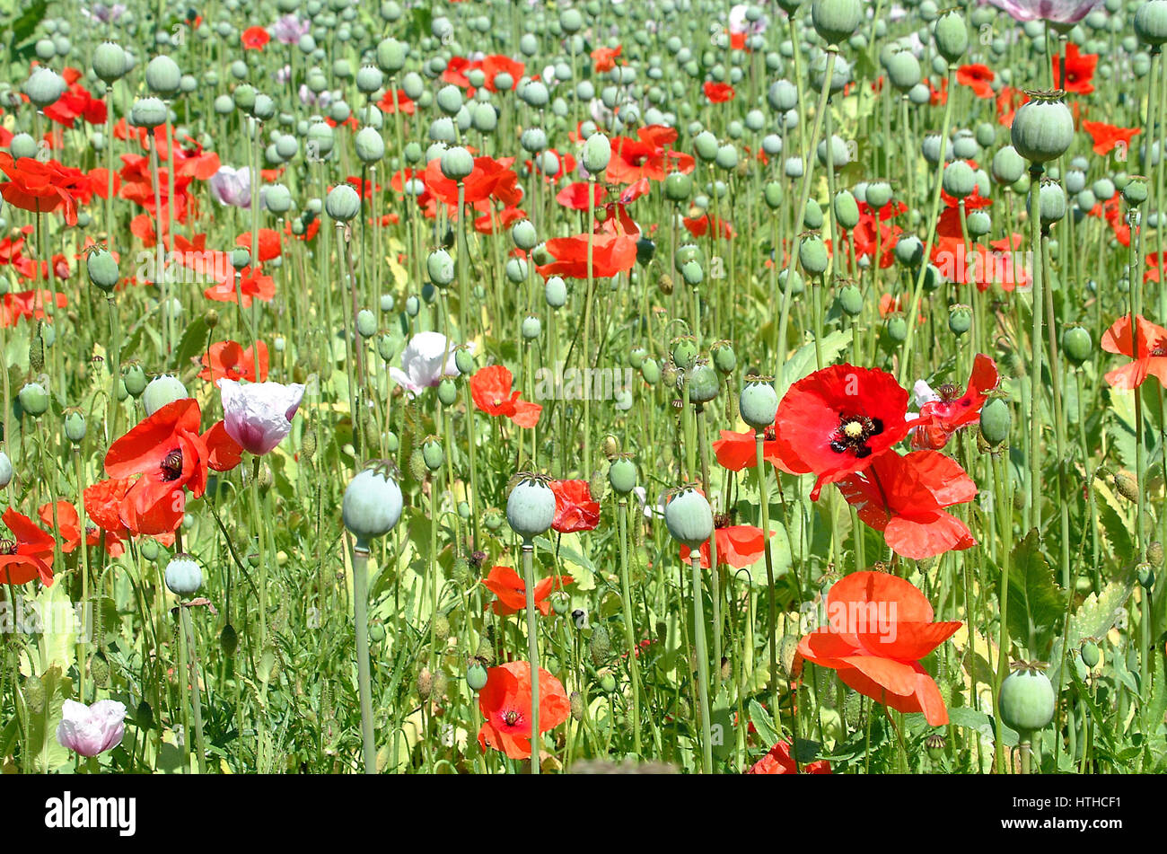 Red Poppies Growing In A White Opium Poppy Field In Hampshire Engalnd Stock Photo Alamy