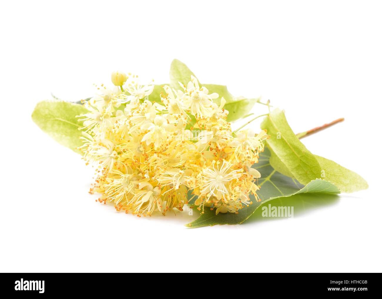 Linden (also known as lime and basswood) flowers Stock Photo