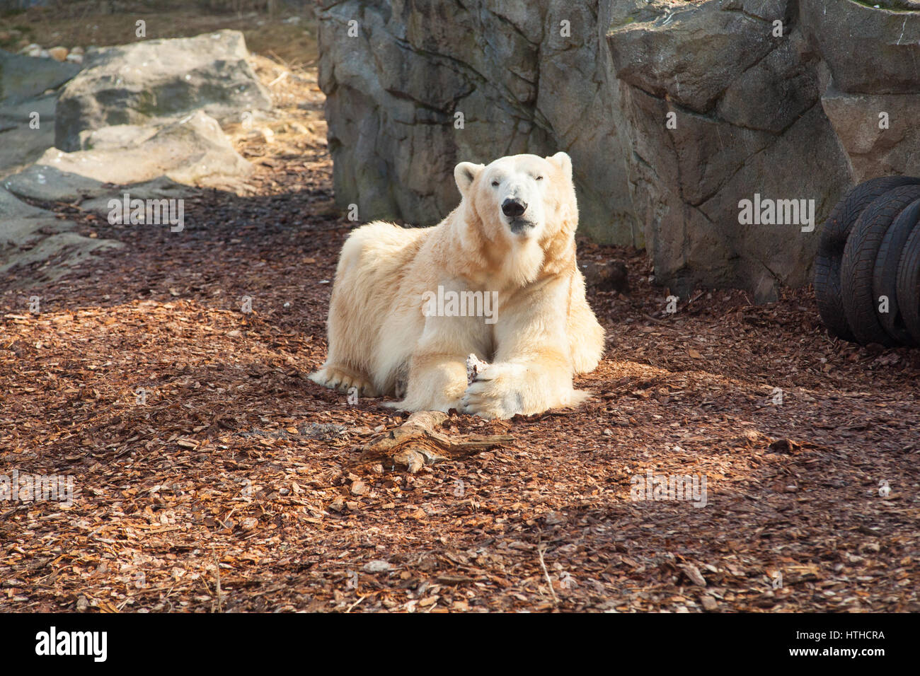 Polar Bear (Ursus maritimus)Vienna Zoo, Tiergarden Schoenbrunn , Vienna, Austria, Europe Stock Photo