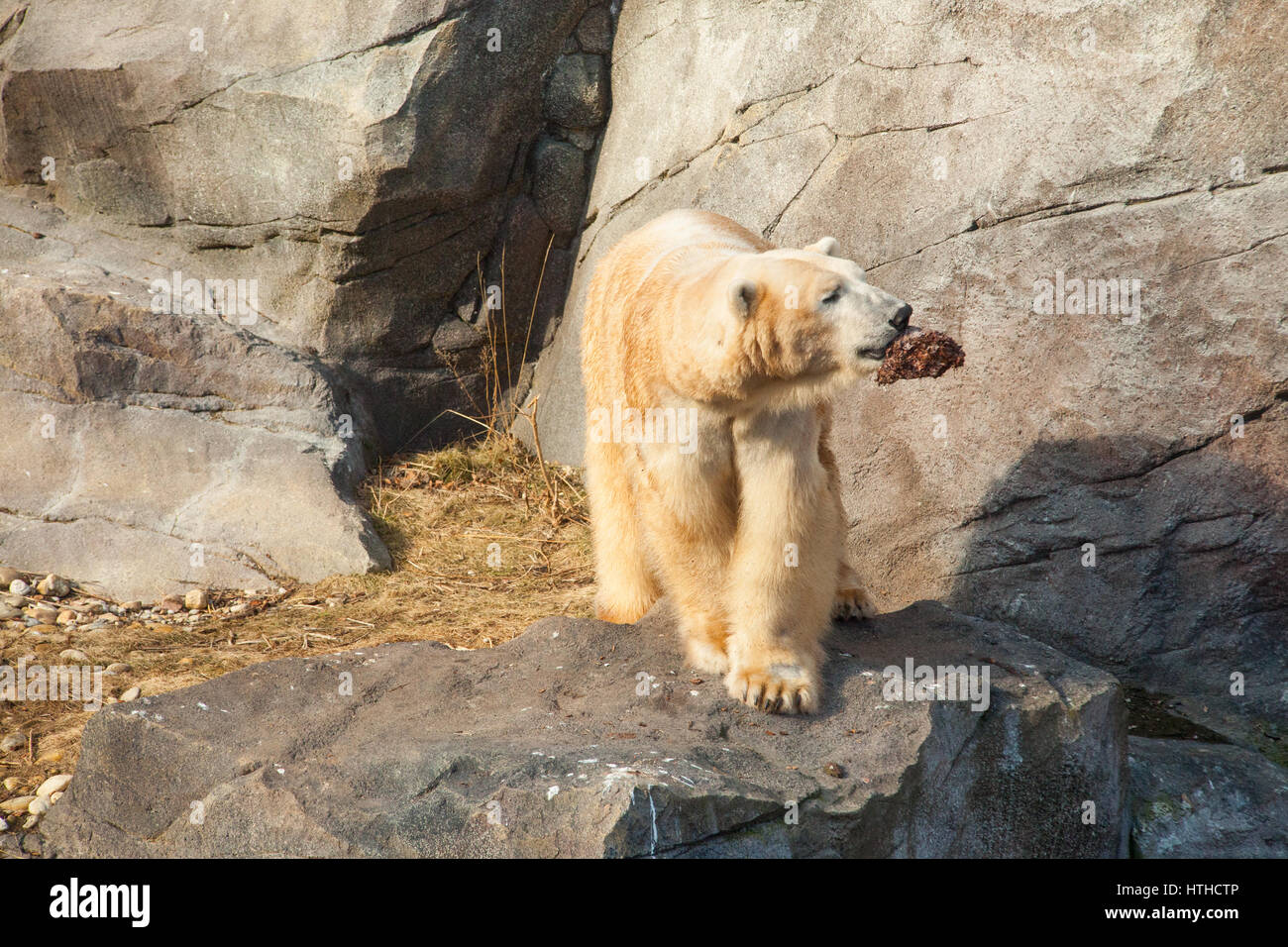 Polar Bear (Ursus maritimus)Vienna Zoo, Tiergarden Schoenbrunn , Vienna, Austria, Europe Stock Photo