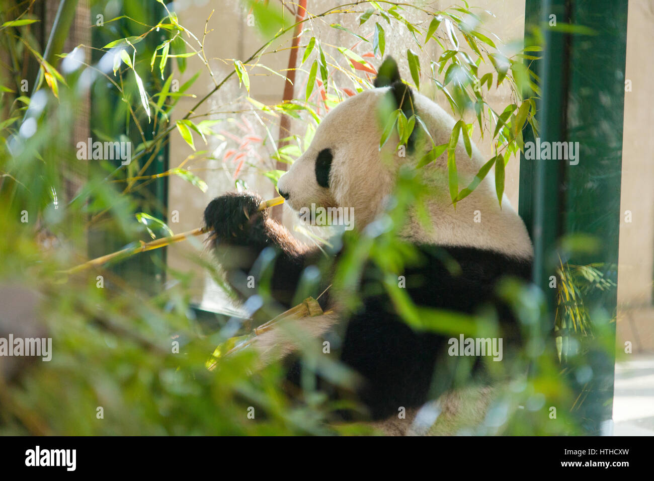 Giant panda (Ailuropoda melanoleuca) eating bamboo, Tiergarden, Schönbrunn Zoo in Vienna, Austria, Europe. Stock Photo