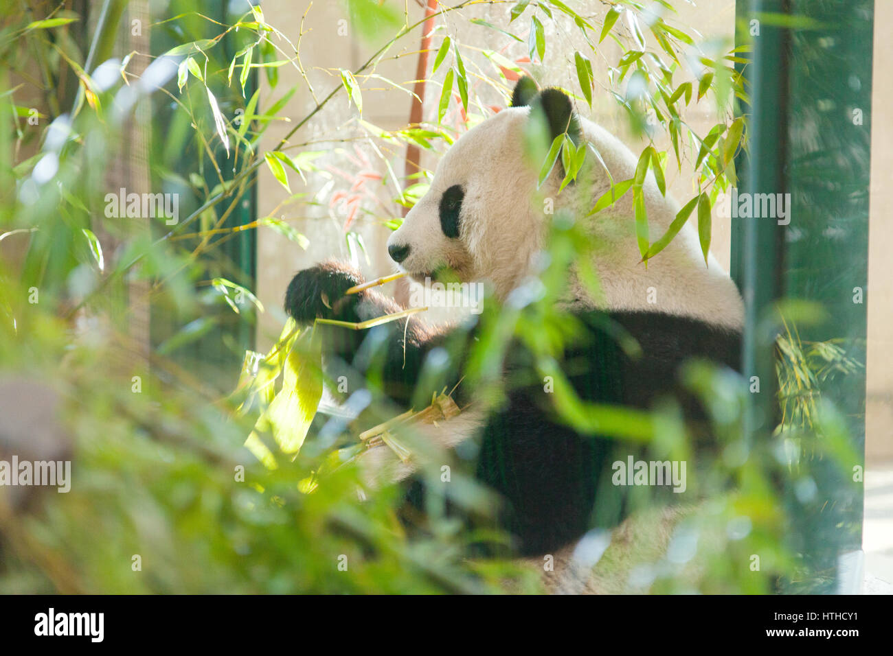Giant panda (Ailuropoda melanoleuca) eating bamboo, Tiergarden, Schönbrunn Zoo in Vienna, Austria, Europe. Stock Photo