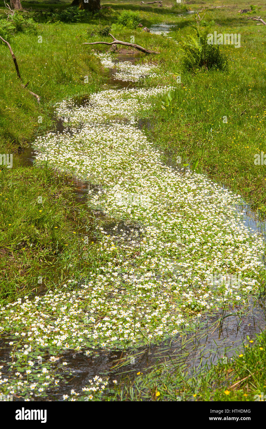 Water-crowfoot flowers, (Ranunculus aquatilis) Carpet of flowers covering stream the New forest National Park, Hampshire, England Stock Photo