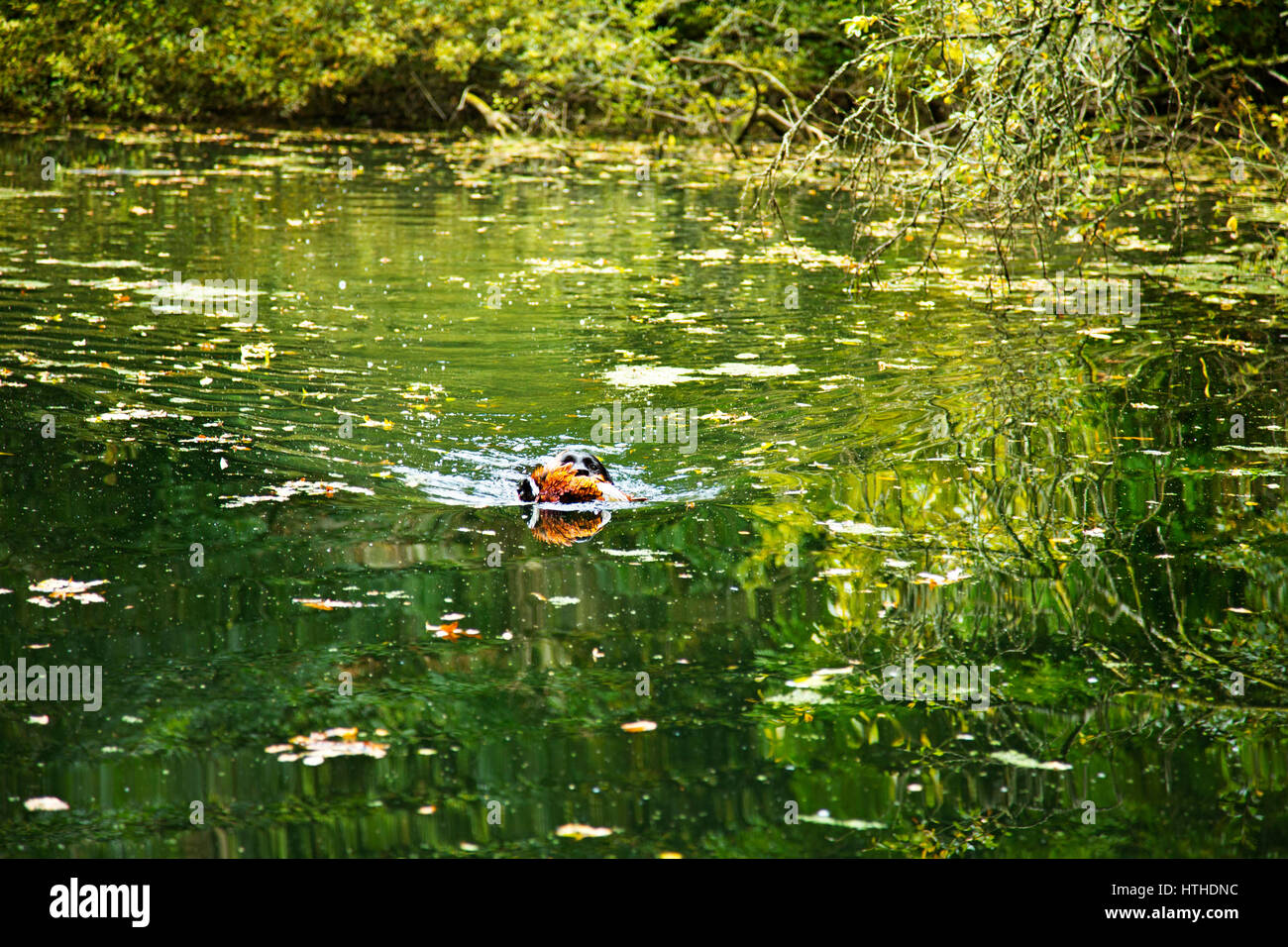 Black Labrador Retriever retrieving Stock Photo