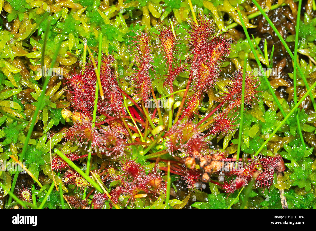 Oblong-leaved sundew (Drosera intermedia) Stock Photo