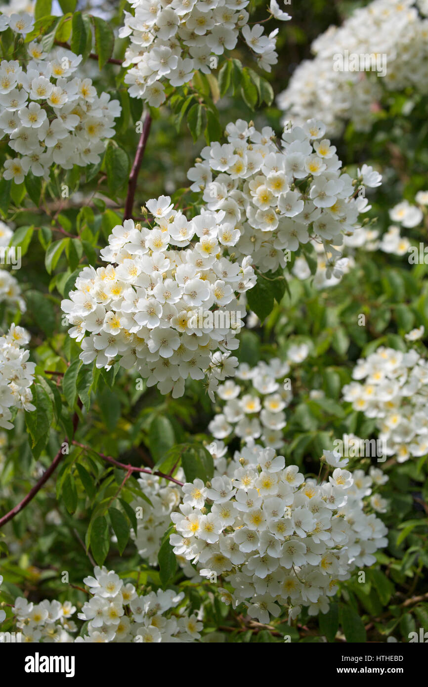 Flowering blooms of climbing Rose, variety 'Kiftsgate', Rosa filipes.  Worcestershire, UK Stock Photo