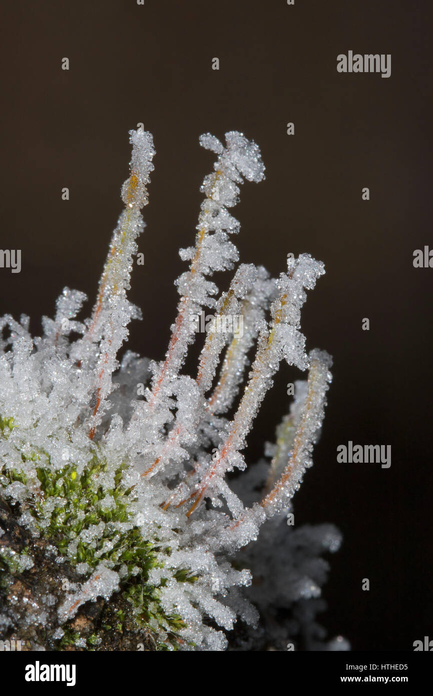 Close-up of Moss growing on wall and covered in frost, Worcestershire, UK. Stock Photo