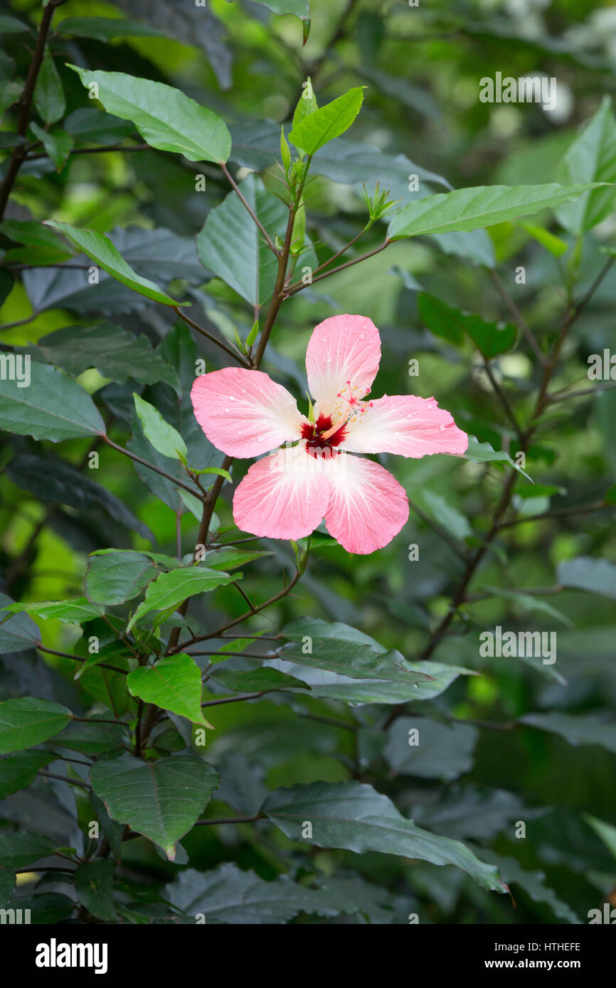 Hibiscus rosa-sinensis, in flower, The Eden Project, Cornwall, UK Stock Photo