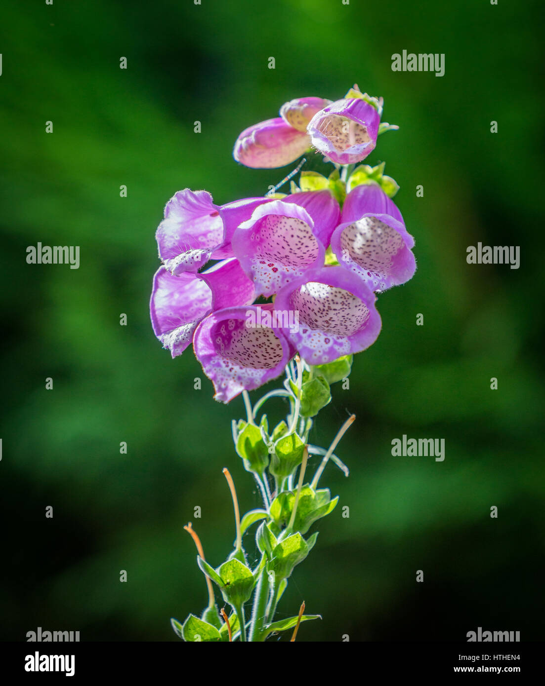 Beautiful herbaceous flowering plant, commonly known as Foxglove but also known as digitalis, is often regarded as a wild flower Stock Photo