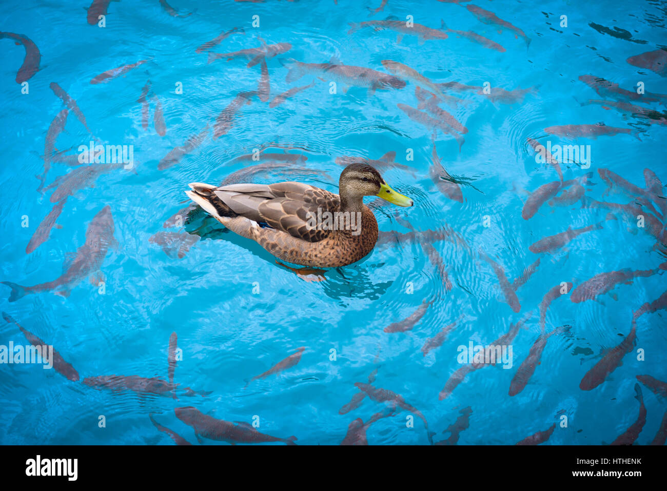 Female Mallard duck swimming amongst a host of fish, circling around Stock Photo
