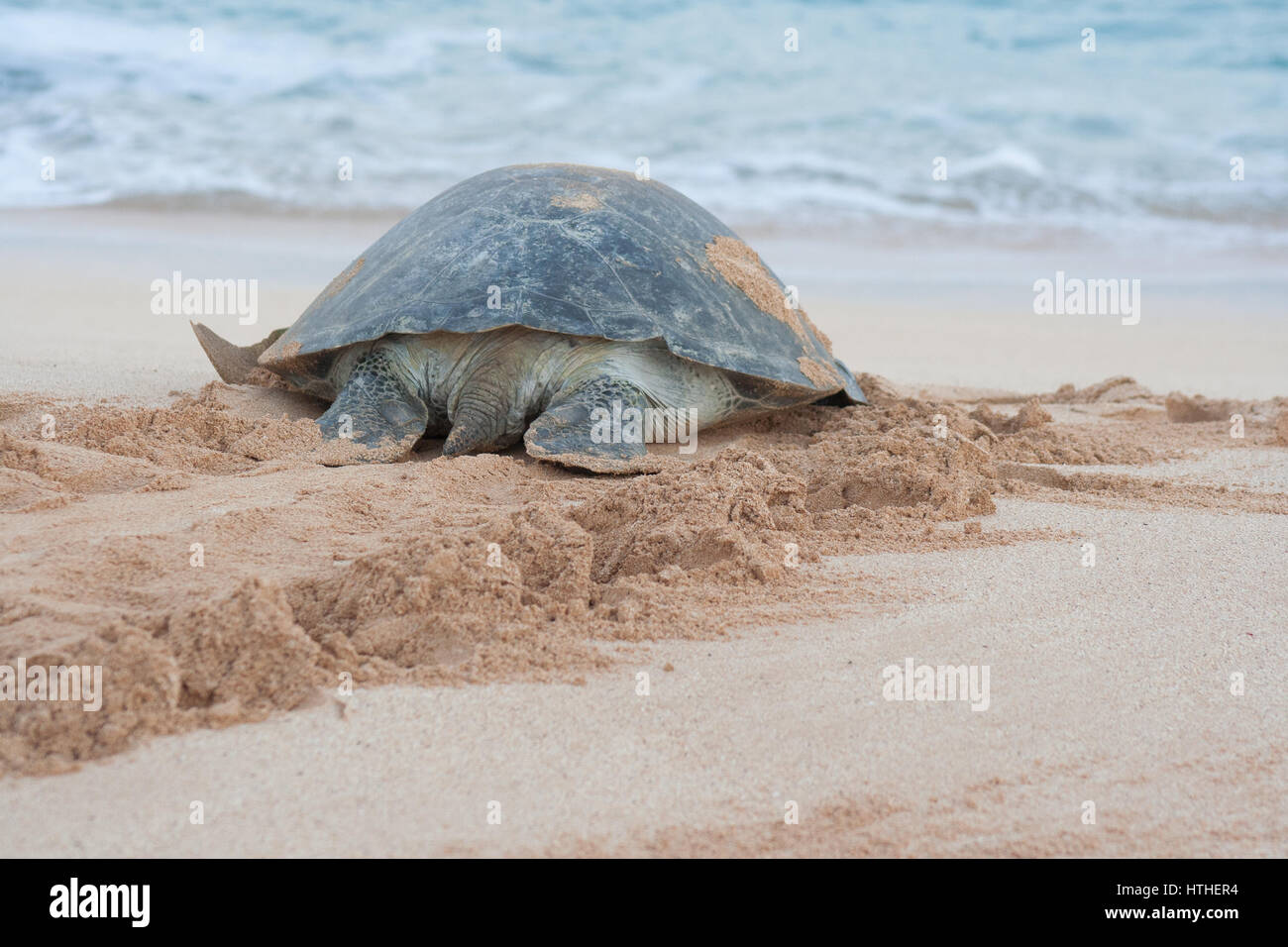 Green turtle heading back to sea after laying her eggs on the Ascension Island in the Atlantic Ocean Stock Photo