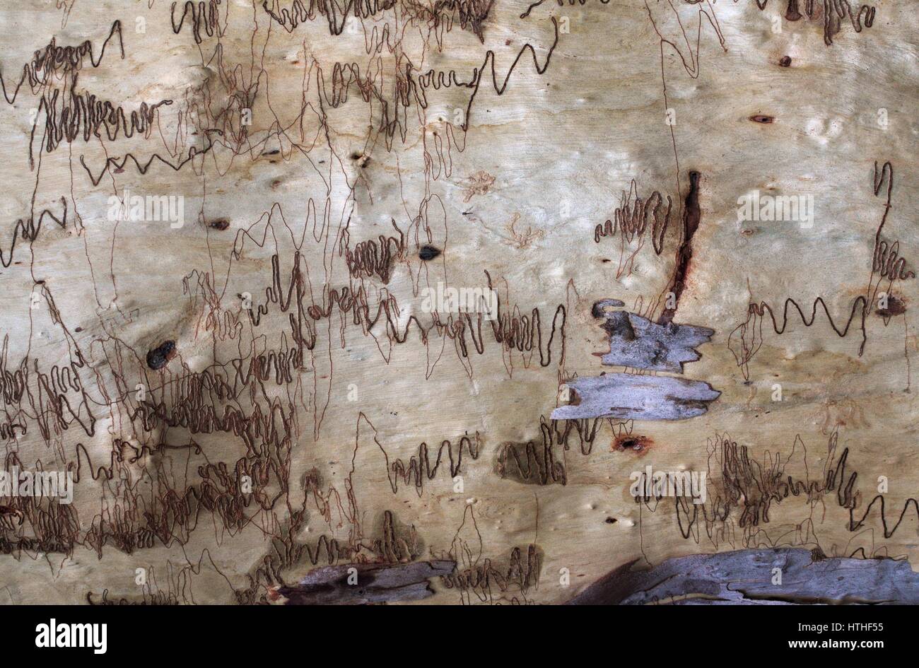 Eucalyptus racemosa or scribbly gum trunk, monochromatic natural background. Stock Photo