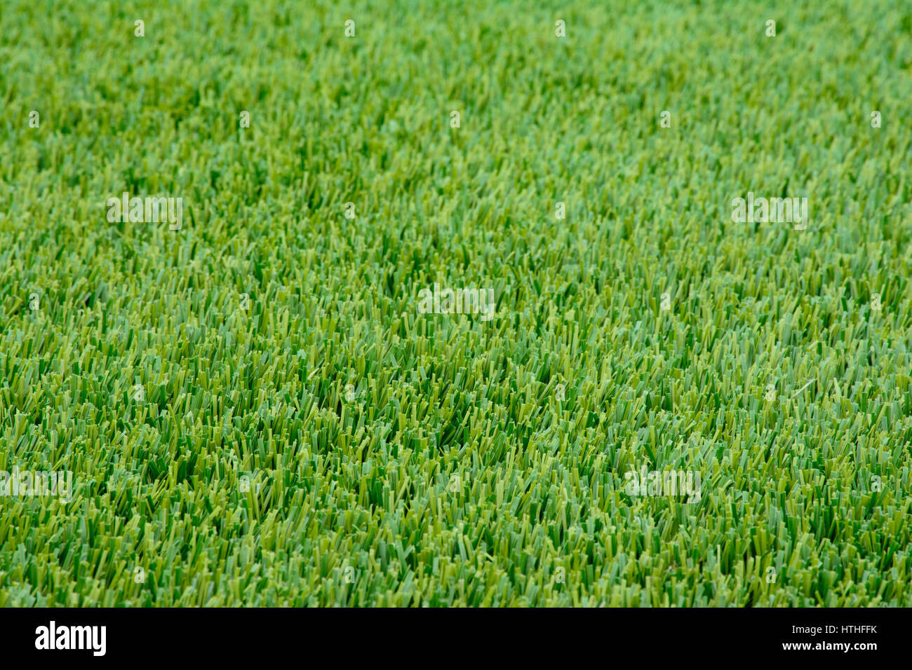 Close-up sample of winter Ryegrass lawn with perfectly trimmed, green, lush, thick fine bladed rye Stock Photo