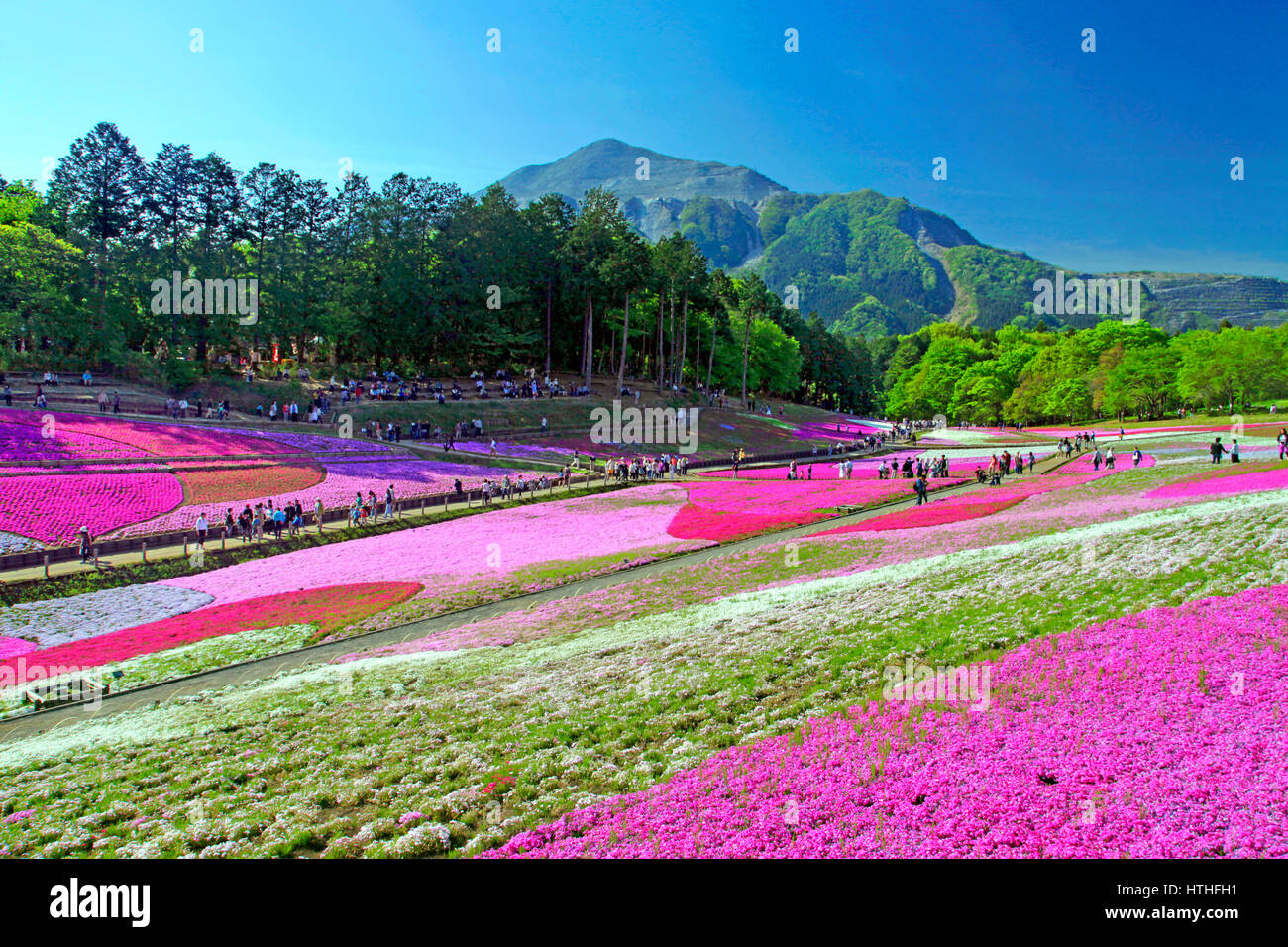 Hitsujiyama park shibazakura hill chichibu hi-res stock photography and ...