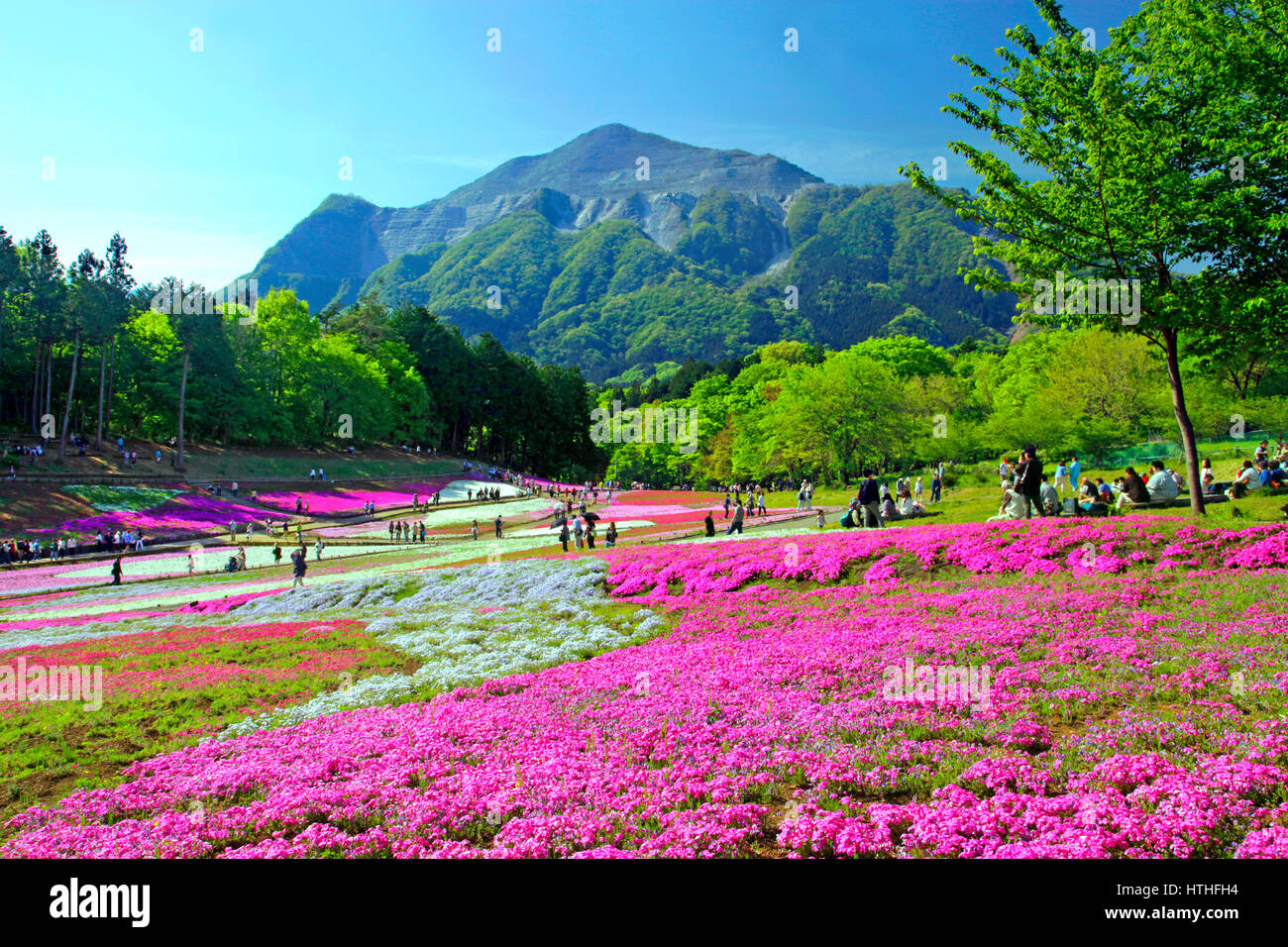 Hitsujiyama Park Shibazakura Hill Chichibu city Saitama Japan Stock Photo