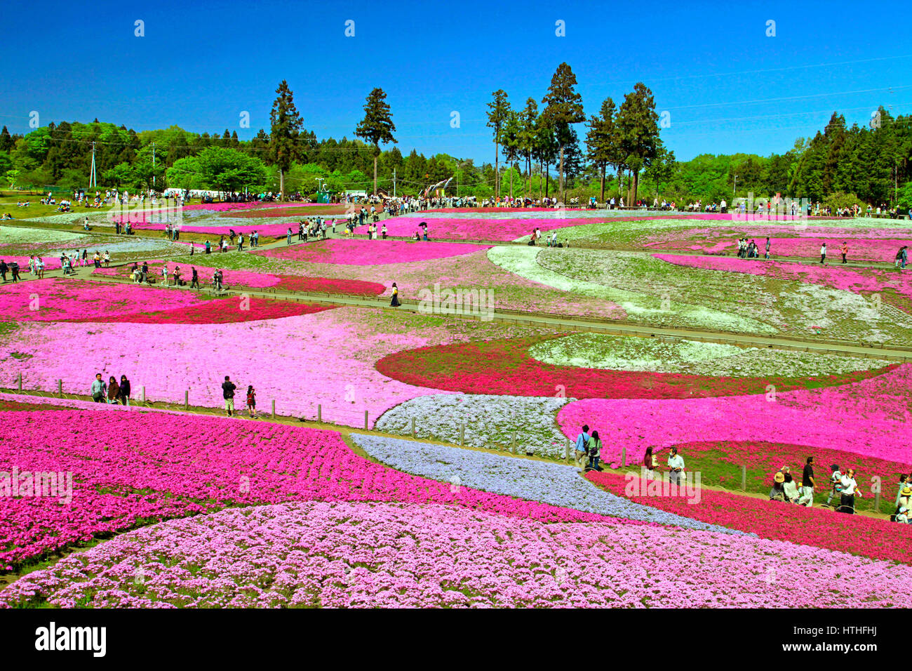 Hitsujiyama Park Shibazakura Hill Chichibu city Saitama Japan Stock ...