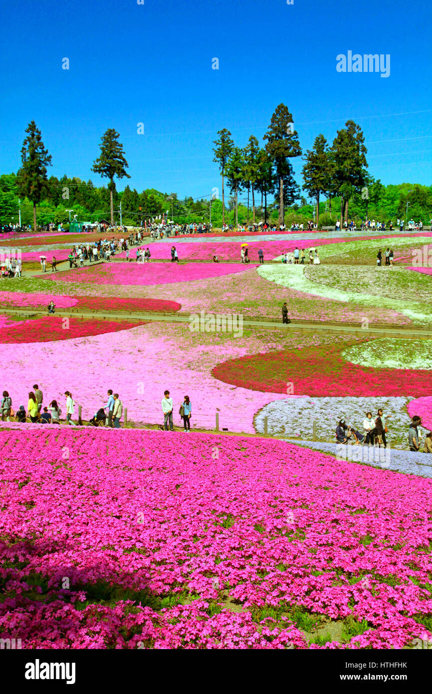 Hitsujiyama Park Shibazakura Hill Chichibu city Saitama Japan Stock Photo
