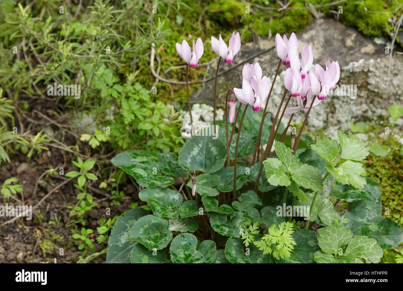 White cyclamen in nature on a green background Stock Photo
