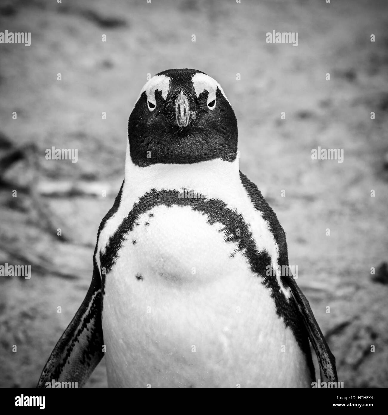 African Penguin at Boulder Beaach in Simon's Town, South Africa Stock Photo