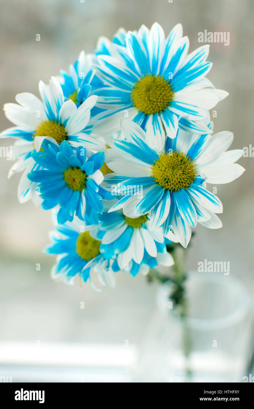 Blue and white aster flowers in a glass vase on a windowsill Stock Photo -  Alamy