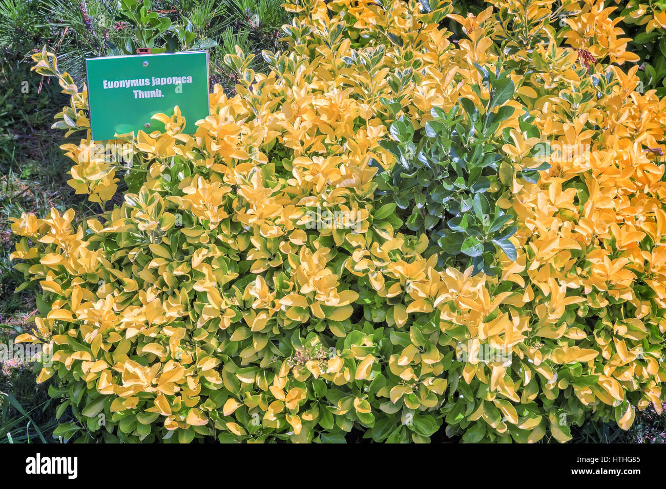 In The Arboretum Is Growing A Bush Plant Japanese Spindle Tree With A Beautiful Yellow And Green Leaves Which Originates From Japan The Arboretum Stock Photo Alamy In The Arboretum Is Growing A Bush Plant Japanese Spindle Tree With A Beautiful Yellow And Green Leaves Which Originates From Japan The Arboretum Stock Photo Alamy