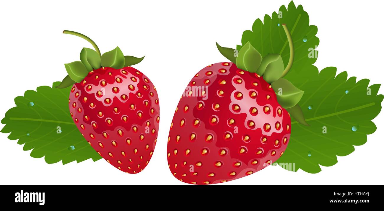 Vector realistic strawberries with leaves. Two isolated berries in ...